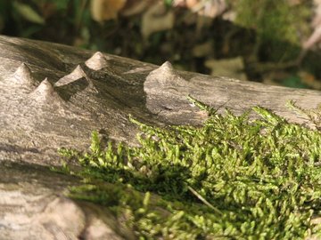 Natur